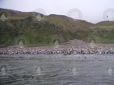 Thousands of penguins on the shore of Mcquarie Island in the Southern Ocean.