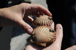 Hand holdiing scallops recovered from West Falmouth harbor.