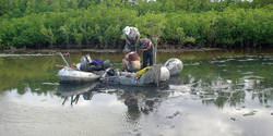 Researchers extracting sediment cores in Vieques.