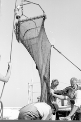 Group pulling up large net onto the deck of the Anton Bruun