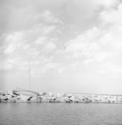 Vineyard 15 against breakwater after Hurricane Carol.