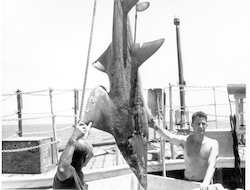 John Tyler with guitar fish taken by bottom trawling in Bay of Bengal