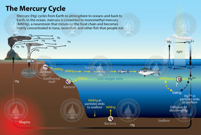 Mercury cycle illustration