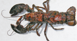 A lobster showing the ravages of epizootic shell disease.