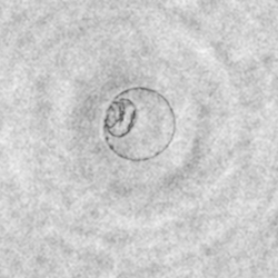 Holocam image of a fish egg.
