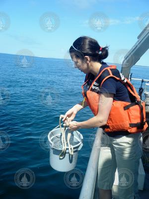 Kristen Hunter-Cevera collecting sampling water with a bucket from Tioga.