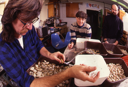 Dale Leavitt, student James Weinberg, and Bruce Lancaster processing collected clams.