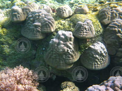 Juvenile corals on a reef in the Red Sea.