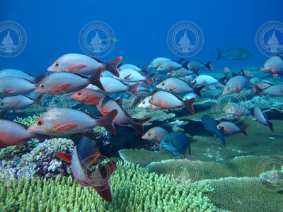 Humpback snapper swimming over coral reef.