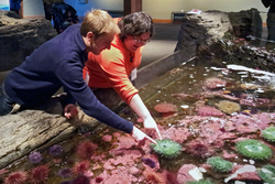 Postdocs Tristan Horner and Liz Harvey at the Seattle Aquarium.