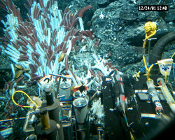 Tubeworms viewed during Alvin dive 3738.