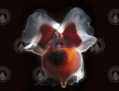 Swimming Cavolinia uncinata. Sea Butterfly. Pteropod.