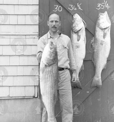 Dean Bumpus with three large striped bass.