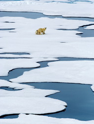 A Polar bear with her cub on the ice in the Arctic.
