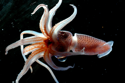 Histioteuthis sp., squid