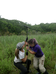 Jessie Pearl and Bethany Bowen taking a Russian P-Core in Quamquissett marsh.