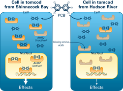 Visual explanation of Tomcod resistance to PCBs.