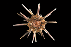 A golf-ball-size slate pencil urchin, Eucidaris tribuloides.