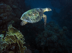 A swimming Green Turtle