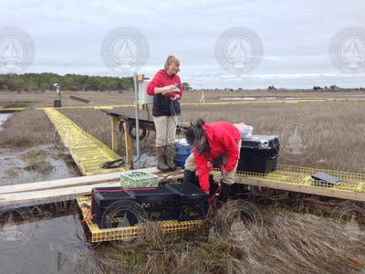 Kate Morkeski and Sophie Chu working out in Waquoit Bay salt marsh.