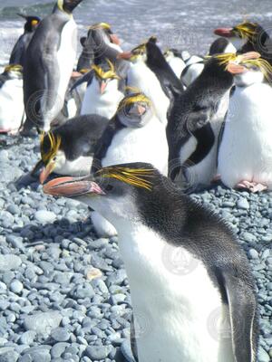 Macaroni penguins on Mcquarie Island in the Southern Ocean.