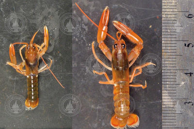 Size comparison of two American lobsters.