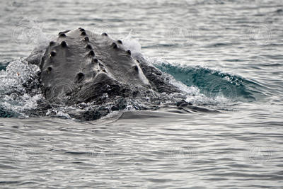 Humpback whale swimming at the surface off Antarctica.