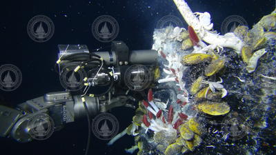 ROV Jason holding IGT sampler during hydrothermal vent sampling.
