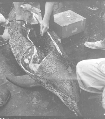 Porpoise on deck of the Bear