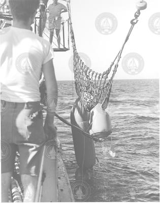 Net pulling up large rubber sampler