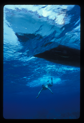 Andrey Shcherbina dives underwater.