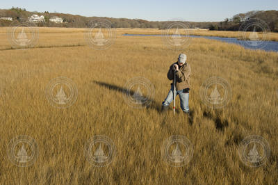 Jonathan Woodruff coring in Sippewissett marsh.