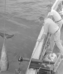 Bill Schevill and Stan Poole bring porpoise aboard the Bear