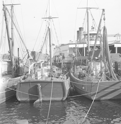 Fishing vessels in Vineyard Haven.