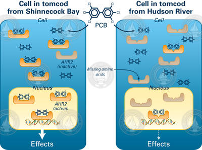Visual explanation of Tomcod resistance to PCBs.