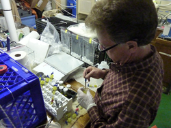 Steve Pike working in the lab on R/V Tansei Maru.