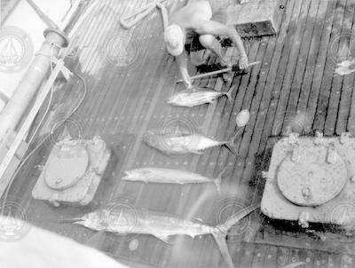 Frank Mather measuring tuna on deck of Crawford