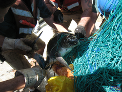 Crew members disentangling turtle from fishing line.