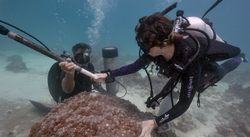 Pat Lohmann and Anne Cohen extract a coral core off Christmas Island.