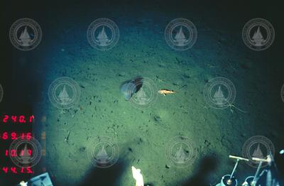 Fish and sea cucumber