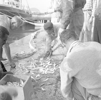 Catching fish with seine netting in Bermuda.