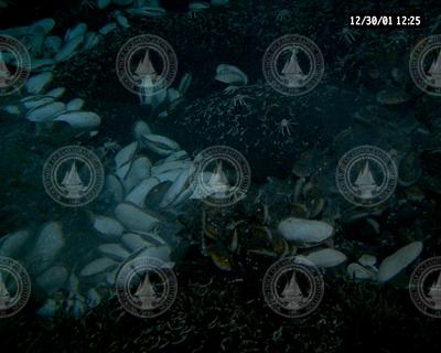 Clams and mussels viewed during Alvin dive 3744 to EPR.