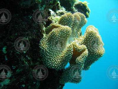 A leather coral on the side of the reef.