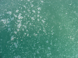 Bubbles of gas (mainly methane) erupt at the sea surface of the oil seeps.