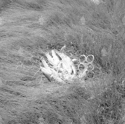 Dead seagull with 6-pack ring around neck in Sippewissett Marsh.