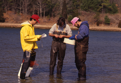 Student James Weinberg, Dale Leavitt, and Bruce Lancaster collecting clams.