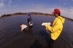 Dale Leavitt, Bruce Lancaster and James Weinberg collecting clams.