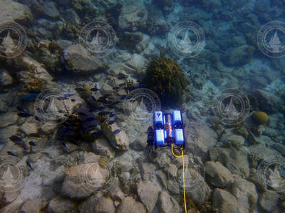 BlueROV2 positioned on a USVI coral reef to record sounds.