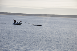 Researchers applying a DTAG to a whale off Provincetown.