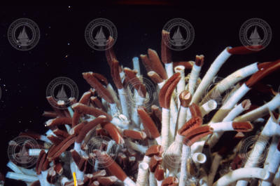 Tubeworms at the Galapagos Rift in 1979.
